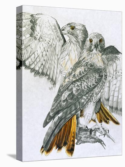 Redtailed Hawk-Barbara Keith-Premier Image Canvas