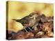 Redwing Feeding on Rotting Apples, UK-Andy Sands-Premier Image Canvas