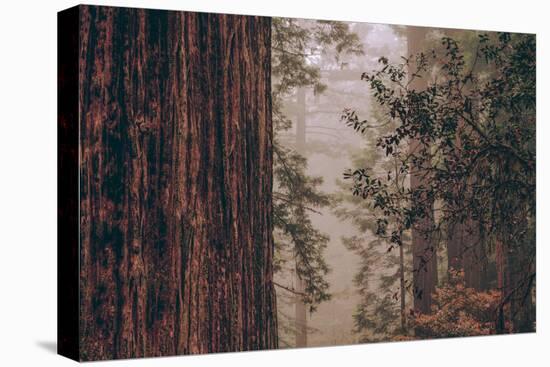 Redwood Forest Detail, California Coast-null-Premier Image Canvas
