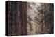 Redwood Forest Detail, California Coast-null-Premier Image Canvas