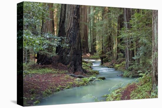 Redwood Forest II-Rita Crane-Premier Image Canvas