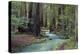 Redwood Forest II-Rita Crane-Premier Image Canvas