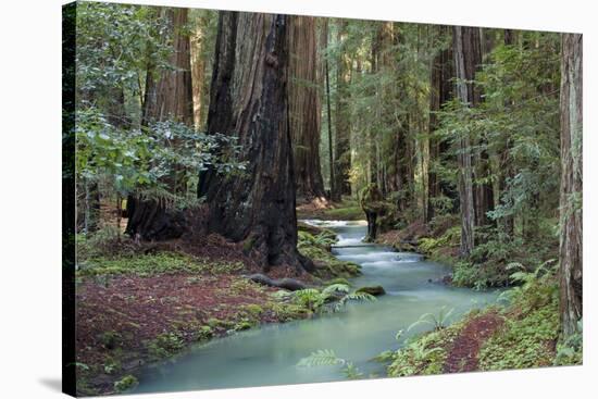 Redwood Forest II-Rita Crane-Premier Image Canvas