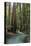 Redwood Forest III-Rita Crane-Premier Image Canvas