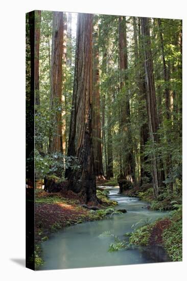 Redwood Forest III-Rita Crane-Premier Image Canvas