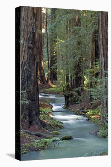 Redwood Forest IV-Rita Crane-Premier Image Canvas