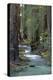 Redwood Forest IV-Rita Crane-Premier Image Canvas