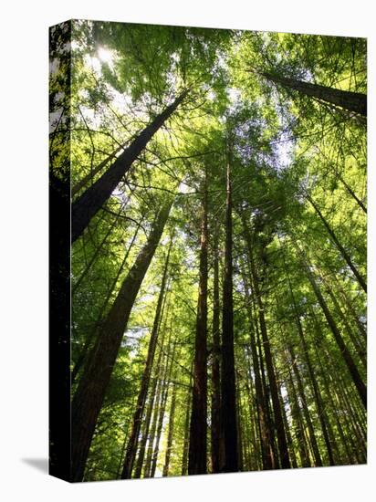 Redwood Forest, Rotorua, New Zealand-David Wall-Premier Image Canvas