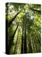 Redwood Forest, Rotorua, New Zealand-David Wall-Premier Image Canvas