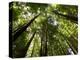 Redwood Forest, Rotorua, New Zealand-David Wall-Premier Image Canvas