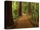 Redwood Forest, Rotorua, New Zealand-David Wall-Premier Image Canvas