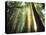 Redwood Forest-Jim Zuckerman-Premier Image Canvas