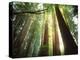 Redwood Forest-Jim Zuckerman-Premier Image Canvas