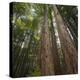 Redwood, Julia Pfeiffer Burns State Park, California, Usa-Rainer Mirau-Premier Image Canvas