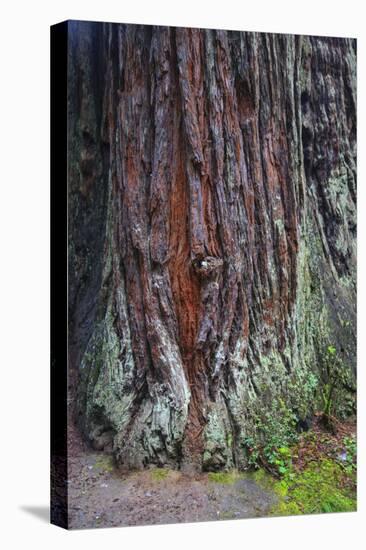 Redwood National Park, base of a giant redwood tree.-Mallorie Ostrowitz-Premier Image Canvas