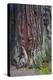 Redwood National Park, base of a giant redwood tree.-Mallorie Ostrowitz-Premier Image Canvas