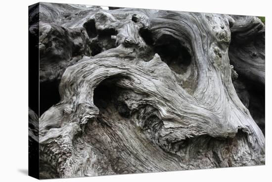 Redwood Root Driftwood-Robert Goldwitz-Premier Image Canvas