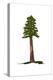 Redwood Tree - Icon-Lantern Press-Stretched Canvas