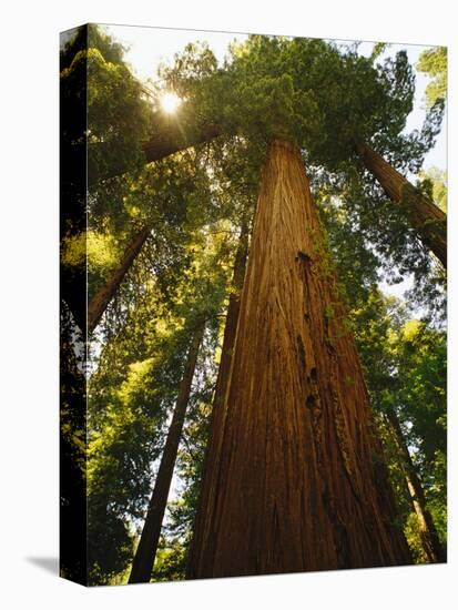 Redwood Tree-Charles O'Rear-Premier Image Canvas