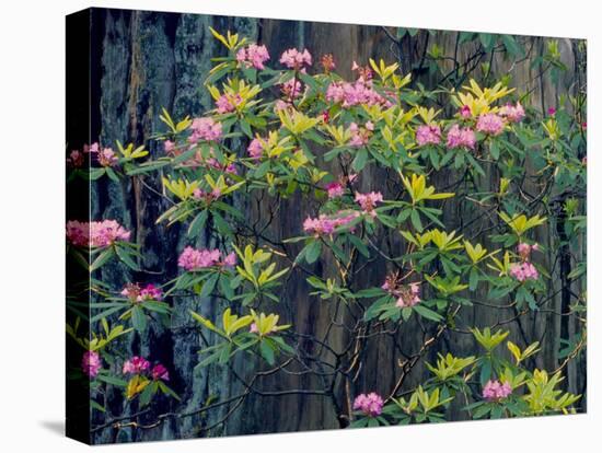 Redwood Trees and Rhodies in Bloom, Redwoods National Park, California, USA-Terry Eggers-Premier Image Canvas