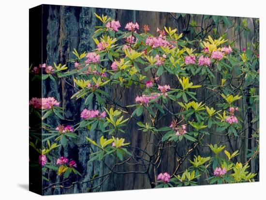 Redwood Trees and Rhodies in Bloom, Redwoods National Park, California, USA-Terry Eggers-Premier Image Canvas