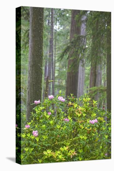 Redwood Trees and Rhododendrons in Forest-Terry Eggers-Premier Image Canvas