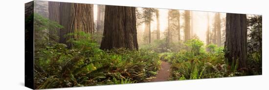 Redwood Trees in a Forest, Redwood National Park, California, USA-null-Premier Image Canvas