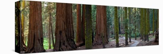 Redwood Trees in a Forest, Sequoia National Park, California, Usa-null-Stretched Canvas