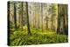 Redwood Trees in Morning Fog with Sunrays-Terry Eggers-Premier Image Canvas