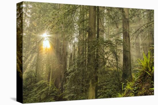 Redwood Trees in Morning Fog with Sunrays-Terry Eggers-Premier Image Canvas