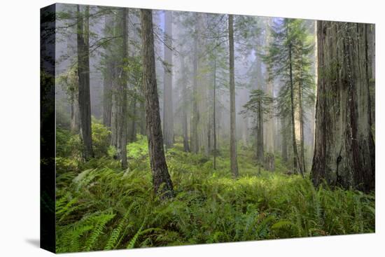 Redwood Trees in Morning Fog with Sunrays-Terry Eggers-Premier Image Canvas