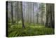 Redwood Trees in Morning Fog with Sunrays-Terry Eggers-Premier Image Canvas