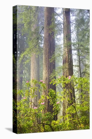 Redwood Trees in Morning Fog with Sunrays-Terry Eggers-Premier Image Canvas