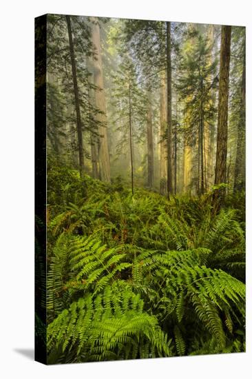 Redwood Trees in Morning Fog with Sunrays-Terry Eggers-Premier Image Canvas