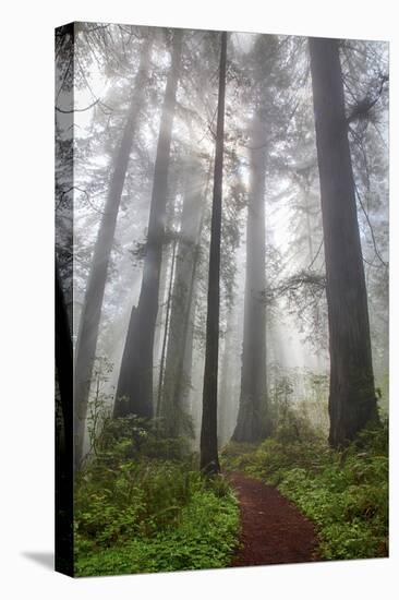 Redwood Trees in Morning Fog with Sunrays-Terry Eggers-Premier Image Canvas