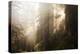 Redwood Trees in Morning Fog with Sunrays-Terry Eggers-Premier Image Canvas
