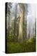 Redwood Trees in Morning Fog with Sunrays-Terry Eggers-Premier Image Canvas