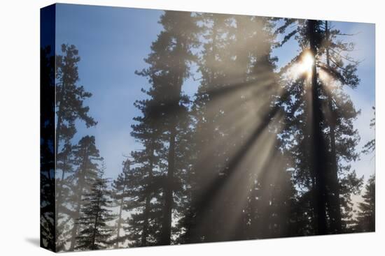 Redwood Trees in Morning Fog with Sunrays-Terry Eggers-Premier Image Canvas