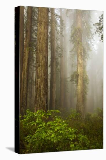 Redwood Trees in Morning Fog with Sunrays-Terry Eggers-Premier Image Canvas