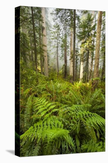 Redwood Trees in Morning Fog with Sunrays-Terry Eggers-Premier Image Canvas