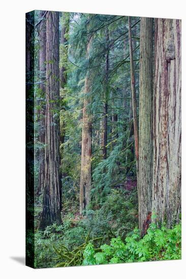 Redwood Trees in Morning Fog-Terry Eggers-Premier Image Canvas