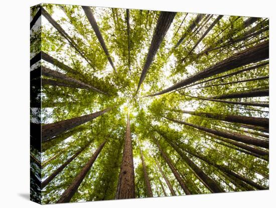 Redwood Trees in Mt. Tamalpais State Park, Adjacent to Muir Woods National Monument in California-Carlo Acenas-Premier Image Canvas