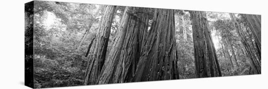 Redwood Trees, Muir Woods National Monument, California, USA-null-Premier Image Canvas