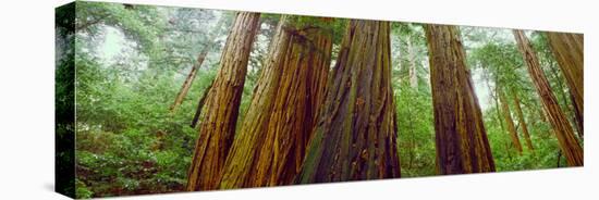 Redwood Trees, Muir Woods National Monument, California, USA-null-Premier Image Canvas