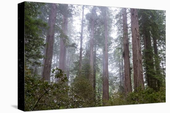 Redwood Trees-wollertz-Premier Image Canvas