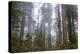 Redwood Trees-wollertz-Premier Image Canvas
