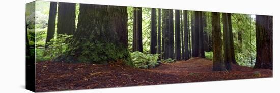 Redwoods 1-Wayne Bradbury-Premier Image Canvas