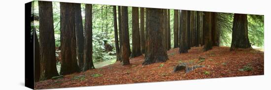 Redwoods 2-Wayne Bradbury-Premier Image Canvas