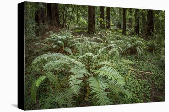 Redwoods and Ferns, Muir Woods, San Francisco, California-Rob Sheppard-Premier Image Canvas