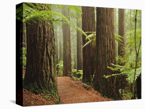 Redwoods and Tree Ferns, the Redwoods, Rotorua, Bay of Plenty, North Island, New Zealand, Pacific-Jochen Schlenker-Premier Image Canvas